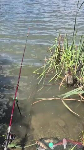 A fishing rod is set up by a lake on a sunny day. The rod is red and sits in a holder on the shore. Tall reeds grow out of the water near the rod. In the foreground, a fishing net is partially submerged, with several fish visible inside. The lake water is calm, reflecting the blue sky and scattered white clouds. The opposite shore is lined with trees and appears to be a park or natural area. The camera is positioned low, looking out over the water.