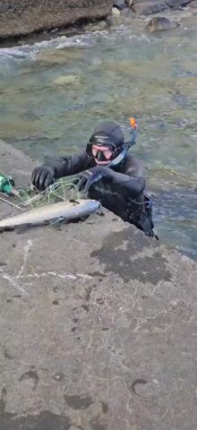 A diver wearing a black wetsuit, mask, snorkel, and gloves is on a rocky shore. The diver is holding a green string, which is attached to a fish on the shore. The diver is in the process of entering the water.