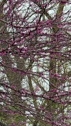 The video shows a view looking up into tree branches. The branches on the left bear small pink flowers. The branches on the right bear small white flowers. The sky is overcast. The camera angle is low, looking up through the trees. The video is shaky.