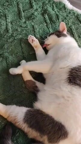 A cat is lying on its back on a green fuzzy blanket, stretching out its limbs and covering its eyes with its paws. The cat has white fur with gray patches. The blanket appears to be on a floor.