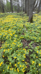 Woman rests on flower-covered forest floor in Yaroslavl