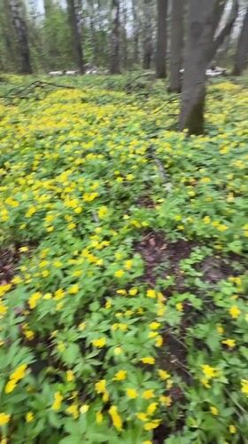 Woman rests on flower-covered forest floor in Yaroslavl