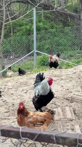 The video shows a small flock of chickens and roosters in an enclosure.  There are three brown chickens, two black chickens, and two roosters, one with black and white feathers and the other with black, white and gold feathers.  The enclosure has a wire fence.  The ground is mostly dirt with some vegetation visible outside the fence.  The chickens and roosters are moving around the enclosure, occasionally pausing to look at the camera.