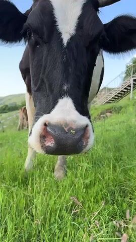 A black and white cow stands in a field of green grass. The cow is facing the camera and its head is close to the lens. It has a white patch on its forehead. The cow has horns. In the background, there is another cow, a white structure with stairs, and a blue sky with clouds. The cow appears to be chewing. It then turns its head to the side and scratches itself with its tail. Finally, it turns its head back towards the camera.