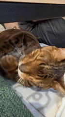 Tabby cat grooming and resting on blanket indoors