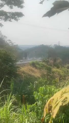 The video shows a view of a landscape with a road and hills in the distance. The foreground is filled with green foliage, including large leaves that are partially obscuring the view. The road is curved and has a few vehicles on it. There are also some utility poles and wires visible in the distance. The sky is overcast and hazy. The overall impression is one of a natural, somewhat wild environment with signs of human infrastructure.