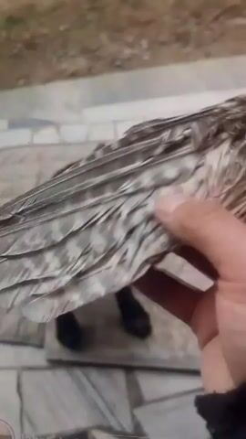 The video shows a person holding a bird wing. The wing is gray and white with black stripes. A small black dog is sitting on a gray quilted mat in the background, looking up at the person. The person is pointing at the dog. The background is out of focus and appears to be an outdoor patio.