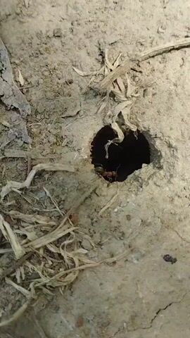 A very close-up shot of a small dark hole in dry, cracked dirt. Dry grass and twigs are scattered around the hole. A few ants are visible around the entrance of the hole.