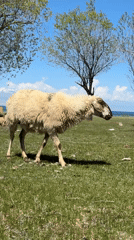 Sheep graze in field near Balykchy, Kyrgyzstan