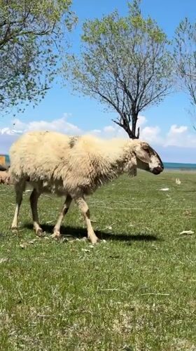 Sheep graze in field near Balykchy, Kyrgyzstan