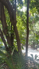 Stone walkway winds through lush palm vegetation in Playa del Carmen