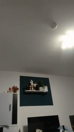 Cozy Wedel home: teddy bears, snake toys, and shelf decor