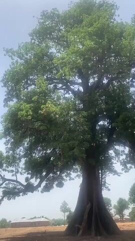 The video shows a large, old tree with a thick trunk and wide canopy standing in a dry, open field. The tree's leaves are green and healthy-looking. There are several smaller trees scattered around the field. In the background, there are a few simple buildings, possibly houses. The sky is blue with some light haze. The camera pans slightly around the tree, showing its size and shape.