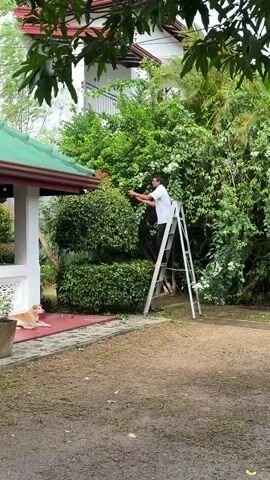 The video shows a man on a ladder trimming a dense, green tree with shears. He is wearing a white short-sleeved shirt and black pants. The tree is shaped in a tiered, conical style and is situated next to a building with a green roof and white columns. A tan dog is lying on a red tiled patio in the foreground. The ground is covered with dry grass and some leaves. Lush green trees and foliage are visible in the background, with some white flowers also present. The overall scene appears to be an outdoor residential setting, likely in a tropical or sub-tropical climate, given the vibrant greenery. The lighting suggests it is daytime, with no obvious indications of specific weather conditions. The activity is focused on landscaping and gardening. There is no visible text in the video.