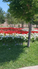 Morning street scenes documented in Samarkand's flowering sidewalks