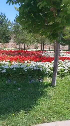 Morning street scenes documented in Samarkand's flowering sidewalks