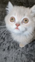 Kitten plays with yellow toy on rug in Turkey