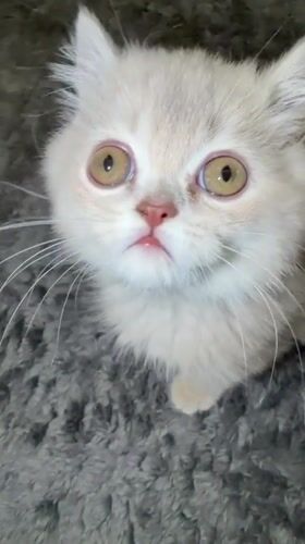 Kitten plays with yellow toy on rug in Turkey