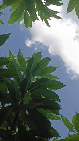 The video shows an upward-looking view of a clear blue sky with scattered white clouds. Lush green leaves and branches of a tree are visible in the foreground, framing the sky. The leaves are large and appear to be healthy. The sunlight filters through the leaves, creating a dappled effect on the foliage and sky. The perspective is from below, looking up through the canopy of the tree.