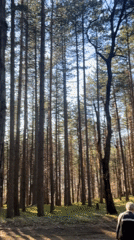 Hiker walks through sunlit pine forest in Vladaya, Bulgaria