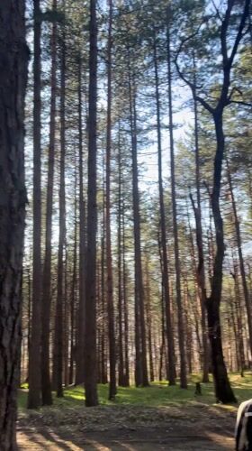 Hiker walks through sunlit pine forest in Vladaya, Bulgaria