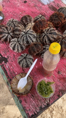 Sea urchins displayed on pink table in General Luna