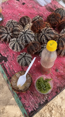 Sea urchins displayed on pink table in General Luna