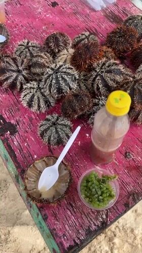 Sea urchins displayed on pink table in General Luna