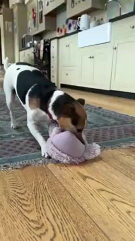 Alright, here is a description of the video:

The video shows a medium-sized dog playing with a fluffy purple toy in a kitchen. The dog is primarily white with black markings on its back and brown markings around its face. It is wearing a pink collar. It is playfully shaking and batting a toy, which appears to be a plush, lavender-colored ball with white fluffy material. The dog shakes the toy vigorously, using its paws to keep hold of it. The dog then moves onto a wooden table.

The setting is a kitchen with light-colored wooden floors. In the background, there are off-white kitchen cabinets, a white farmhouse sink, and various kitchen appliances. A patterned rug is partially visible on the floor, where the dog is initially playing. The lighting is bright.