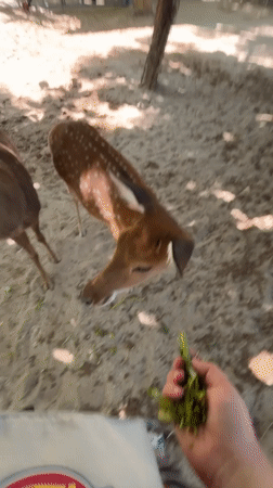 Hand-feeding spotted deer at a Vietnam wildlife enclosure