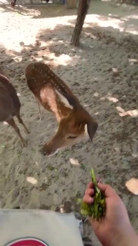 The video shows a person's hand holding a bunch of green leaves. A deer with brown fur and white spots is eating the leaves from the person's hand. Another deer is visible in the background. The ground is covered in sand and dirt, with some fallen leaves and shadows from trees overhead. The person is wearing a striped fabric and a bag with a logo. The overall setting appears to be an outdoor enclosure, possibly a zoo or a wildlife park.