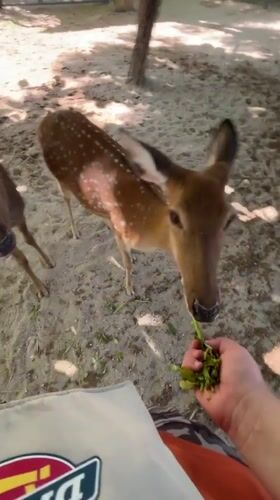 Hand-feeding spotted deer at a Vietnam wildlife enclosure