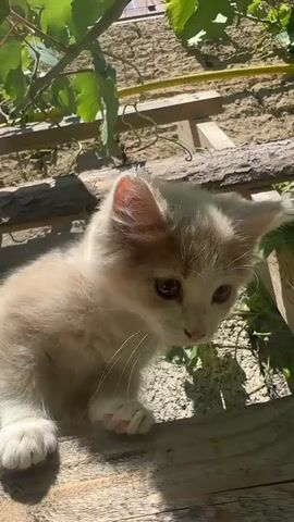 A fluffy, light-colored kitten with large, expressive eyes sits on a weathered wooden plank. The kitten's fur appears slightly matted in places, suggesting it may be an outdoor cat. Its ears are perked up, and its mouth is slightly open, as if it's about to meow or pant. The kitten is bathed in bright sunlight, casting a sharp shadow on the wooden surface. Behind the kitten, green grape leaves hang from a vine, creating a dappled canopy. The background shows a rough, stone wall and what appears to be gravel or small stones on the ground. The overall environment suggests a rustic, outdoor setting, possibly a garden or yard. The kitten shifts its gaze and body position slightly throughout the clip, its movements fluid and curious.