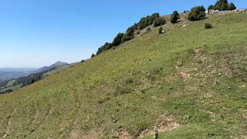 The video shows a drone view of a vast mountainous landscape on a clear day. The camera moves slowly, offering panoramic views of rolling green hills and valleys. The slopes are covered in lush green grass with scattered patches of yellow wildflowers. In the background, a series of distant mountain ranges fade into a hazy blue, suggesting a wide expanse. The sky is a vibrant, cloudless blue. A narrow, winding path is visible on the hillside, hinting at potential hiking trails. The overall impression is one of serene natural beauty and vast, undeveloped wilderness.