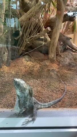 The video shows a frilled-neck lizard in an enclosure. The lizard is gray and black with a large frill around its neck. It is standing on its hind legs, looking up. The enclosure has a sandy floor, driftwood, and some greenery in the background. The camera is positioned at eye level with the lizard.