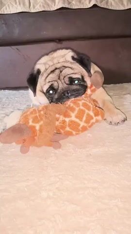 A pug puppy is lying on a fluffy white rug with a plush toy giraffe. The puppy has its head down, chewing on the giraffe. In the next shot, the puppy is standing up, looking at the camera. The final shot shows the pug puppy sitting, looking directly at the camera with its eyes reflecting light. The room appears to be a living room with a brown sofa in the background.