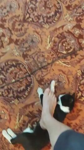 A black and white cat is lying on its back on a patterned rug. A person's bare feet are visible in the foreground, interacting with the cat. The cat appears to be playful, batting at one of the feet with its paws. A dark cord or string is also visible on the rug. The scene is likely indoors, given the presence of a rug.