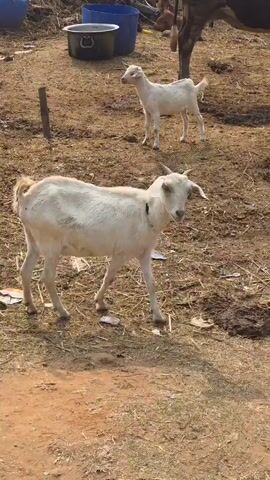 The video shows a white goat standing in a dirt enclosure. The goat is facing the camera and has small horns. There is also a smaller, white goat standing in the background. The ground is covered in dirt, straw, and some trash. A large, blue tub is visible in the background as well. A cow is also partially visible. The camera is held at eye level.