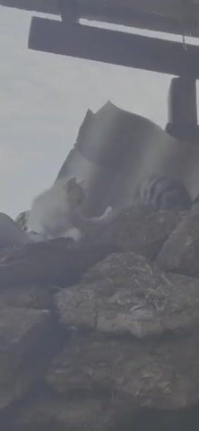 Two kittens, one light-colored and the other striped, are on a rocky surface. They appear to be playing or interacting with each other. A large, curved, metallic object is behind them, and a dark, vertical structure is to the right. The sky is overcast.