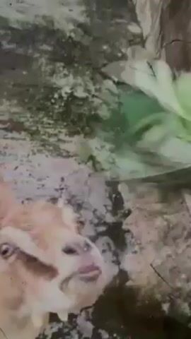 The video shows a light brown goat standing on a light-colored concrete or stone surface, next to a dark vertical surface that appears to be a rock wall. A person is holding a bundle of light green leafy vegetables and offering it to the goat. The goat stretches its neck, sticks out its tongue, and nibbles at the vegetable bundle. The stone surface is cracked in places and may be wet. The video is shot from a close, overhead angle.