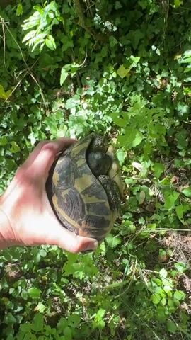 A person's hand is holding a turtle that is curled up inside its shell. The background is green and leafy. The turtle's head and legs are pulled in. The hand is holding the turtle securely but gently. Sunlight is filtering through the leaves.