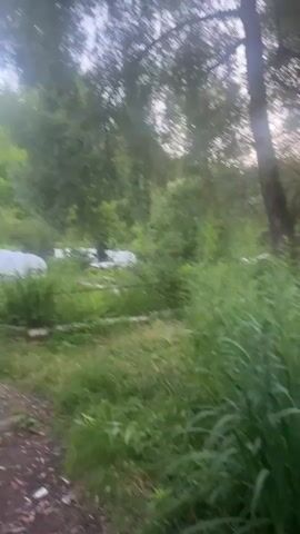 A video shows a blurry, moving image of a natural environment. The scene appears to be outdoors, with lush green vegetation dominating the frame. Tall grasses and plants are visible, interspersed with trees in the background. The sunlight filters through the trees, creating a hazy or diffused effect. The camera is in motion, suggesting someone is walking or driving through the area. There are no discernible people or distinct objects in the foreground, with the focus being on the natural landscape. The overall impression is one of a natural, perhaps slightly overgrown, environment.