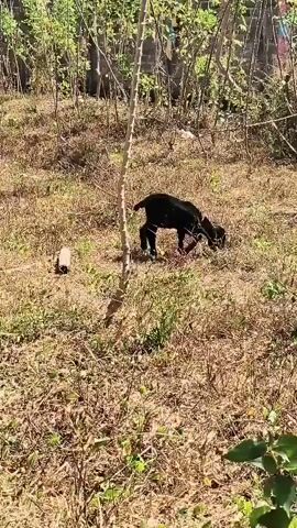 A black goat is grazing in a dry, grassy field. The goat is in the center of the frame, facing away from the camera and towards the right. The field is covered in dry grass and some scattered green plants. In the background, there are trees and bushes. To the left of the goat, there is a white cylindrical object on the ground. The video is captured in daylight.