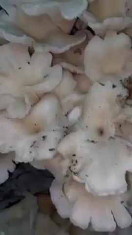 The camera pans slowly over a cluster of pale, cream-colored oyster mushrooms growing on the ground amidst dead leaves and debris. The mushrooms have a wavy, ruffled appearance.
