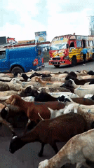 Sheep flock crosses busy Nairobi road with herders guiding