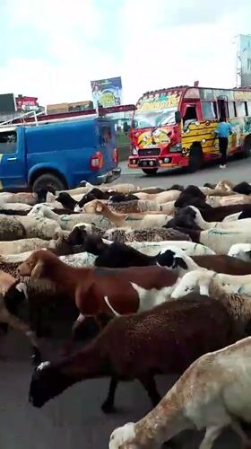 Sheep flock crosses busy Nairobi road with herders guiding