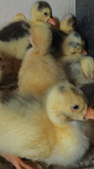 Young Ducklings and Goslings Observed Indoors in Parkhomivka