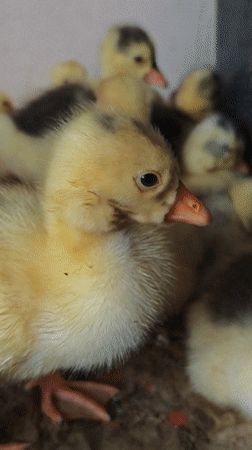 Young Ducklings and Goslings Observed Indoors in Parkhomivka