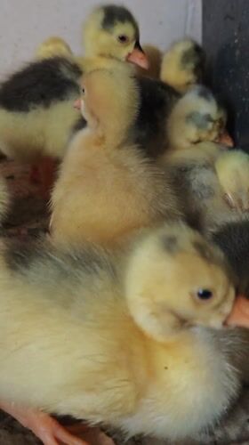 Young Ducklings and Goslings Observed Indoors in Parkhomivka