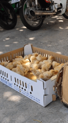 Box of yellow chicks spotted in Vietnamese administrative region